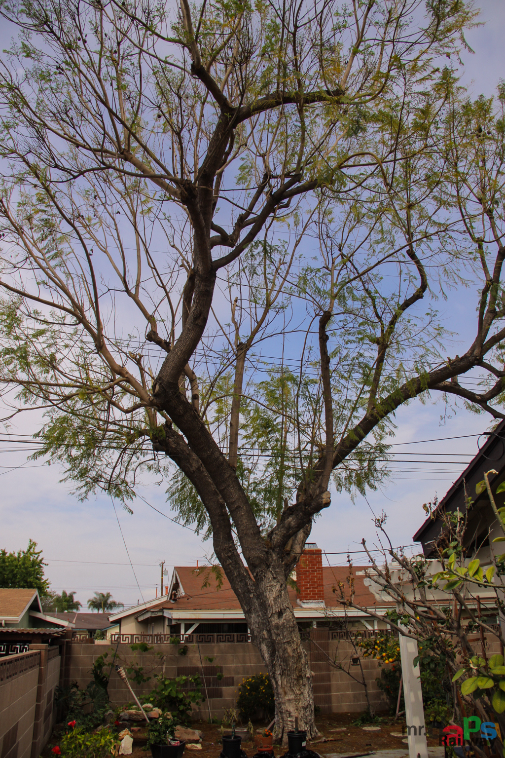 Goodbye Tree Over the Train